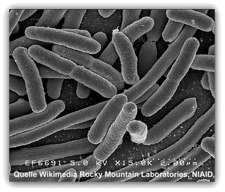 http://www.dr-delorme.de/images/coli.gif